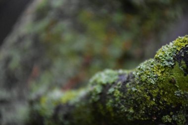 güzel arka plan doku yakın çekim 