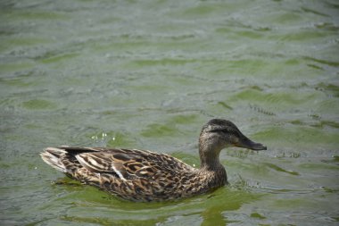 Closeup portrait of common wild duck swimming in river