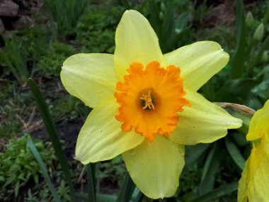 Manzaranın arka planında güzel çiçekler,