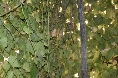 Yaz bitkisi, ağaç dallarının altında yeşil yapraklarla 