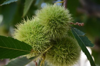 Kestanenin yeşil meyvesi,