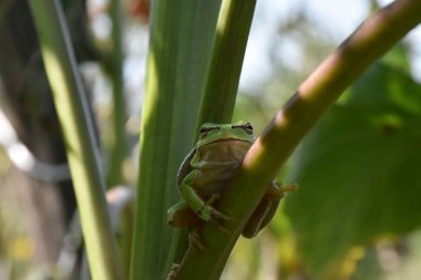 yeşil kurbağa yakın çekim 