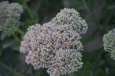 Manzaranın arka planında güzel çiçekler,