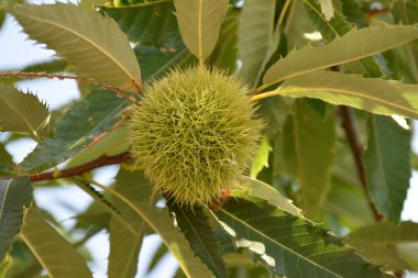 Kestanenin yeşil meyvesi,