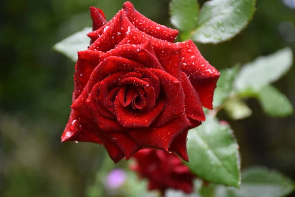 Eine Schöne Rosa Rose Und Grüne Blätter — Stockfoto