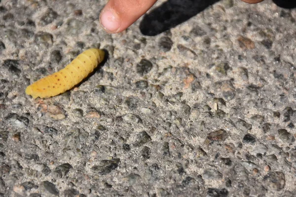 Closeup View Person Pointing Yellow Worm Asphalt Background — Fotografia de Stock