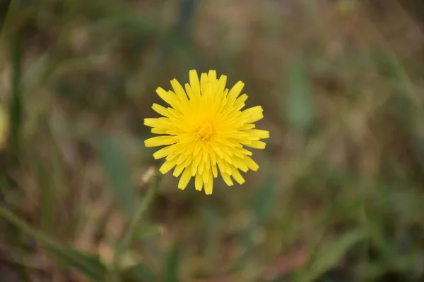 Hermosas Flores Fondo Del Paisaje —  Fotos de Stock