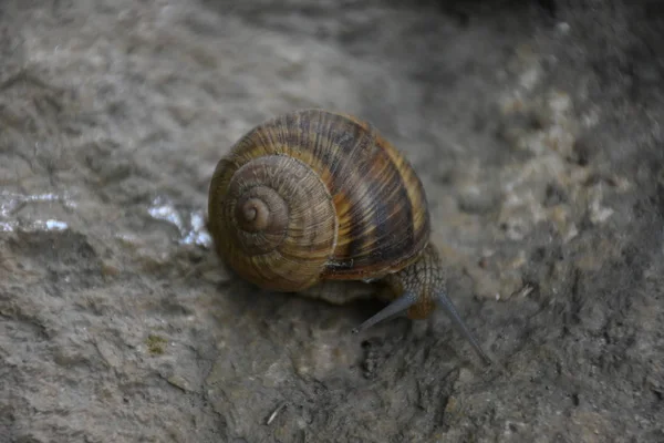 木の上のカタツムリ — ストック写真