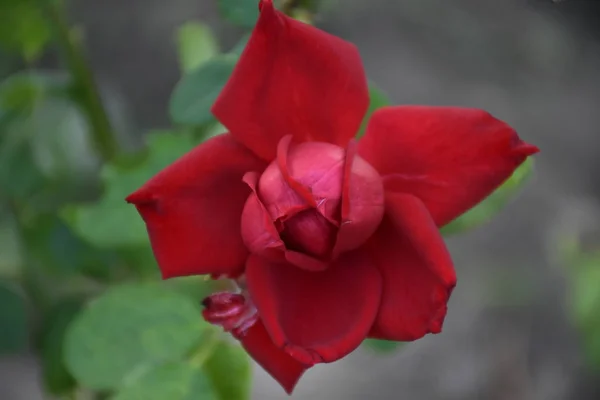 Eine Schöne Rosa Rose Und Grüne Blätter — Stockfoto