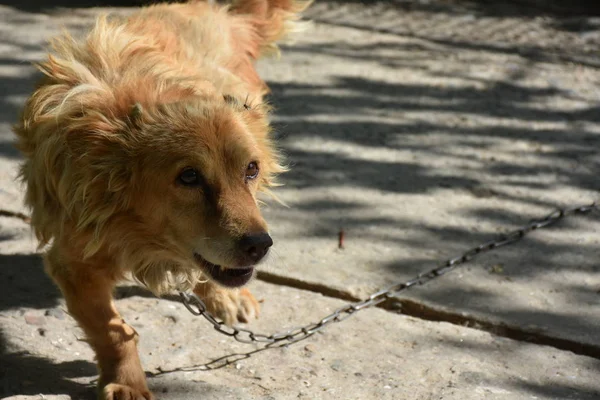 Yaşlı Kırmızı Köpek — Stok fotoğraf