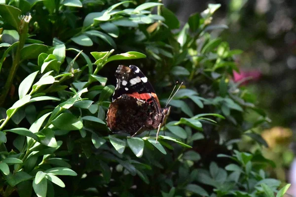 Borboleta Bonita Perto — Fotografia de Stock