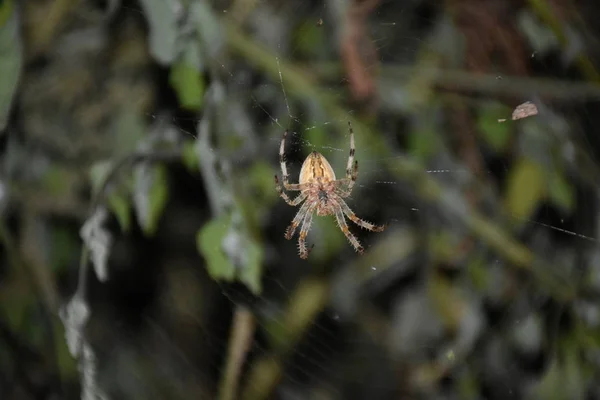 Araña Medio Propia Tela — Foto de Stock