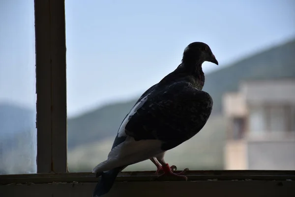 Pigeon Assis Sur Fenêtre — Photo