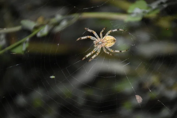 Spinne Der Mitte Seines Eigenen Netzes — Stockfoto
