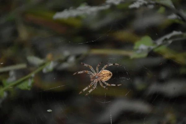 Aranha Meio Sua Própria Teia — Fotografia de Stock