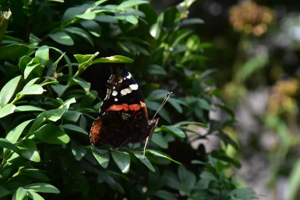 Borboleta Bonita Perto — Fotografia de Stock