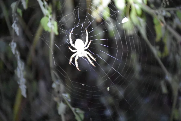 Spinne Der Mitte Seines Eigenen Netzes — Stockfoto