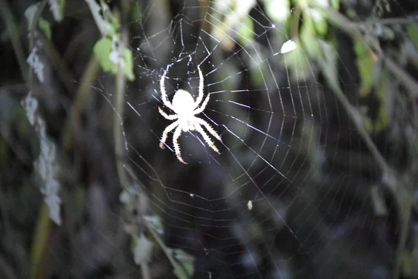 Aranha Meio Sua Própria Teia — Fotografia de Stock