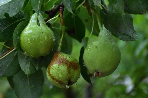 Closeup View Ripening Pears Tree — Fotografia de Stock