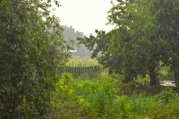 Green Country Garden Rain Summer —  Fotos de Stock