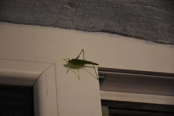 Grasshopper Bug Concrete Wall House — Stock Fotó