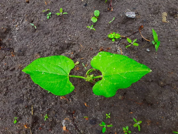 Growing Small Tiny Plant Green Leaves — Zdjęcie stockowe