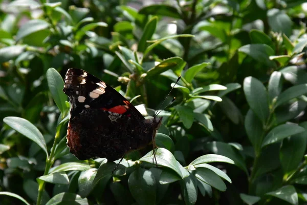 Hermosa Mariposa Cerca — Foto de Stock