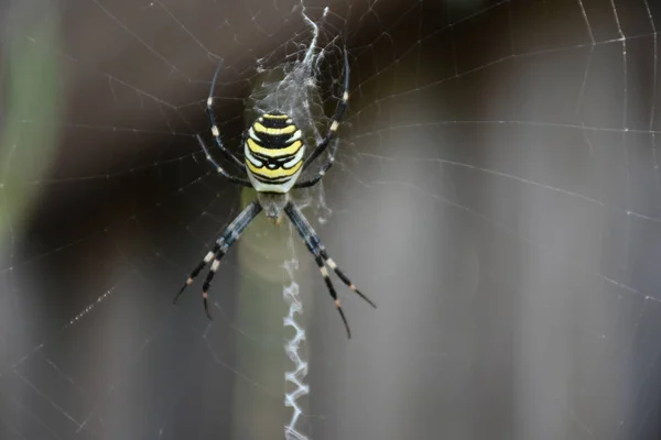 Aranha Meio Sua Própria Teia — Fotografia de Stock