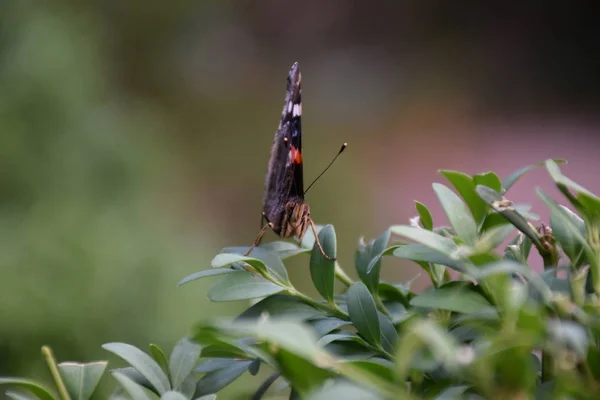 Hermosa Mariposa Sentada Una Planta — Foto de Stock