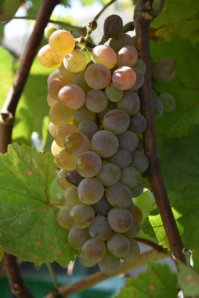 Belíssimo Maduro Grupo Uvas — Fotografia de Stock