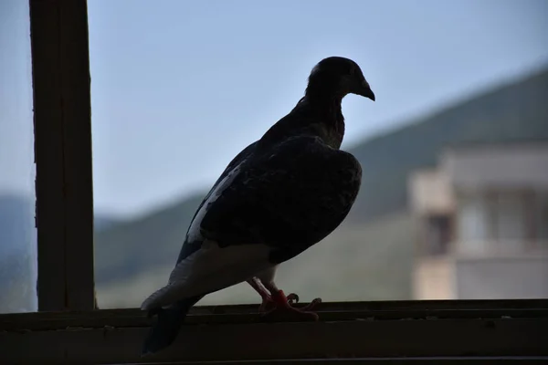 Pencerenin Üzerinde Oturan Güvercin — Stok fotoğraf