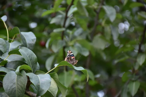 Mooie Vlinder Zittend Een Plant — Stockfoto