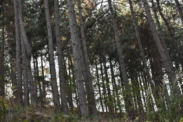 Day Time Shot Forest Trees — Foto de Stock