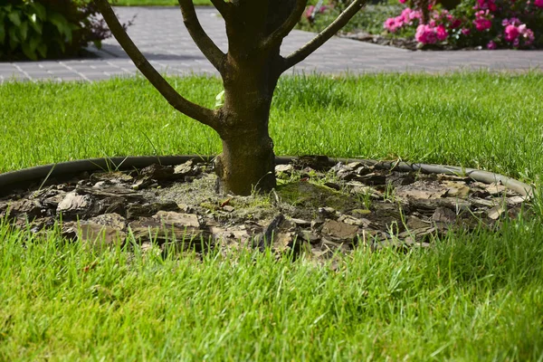 green grass, growing tree in yard with flowers