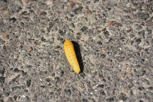 Closeup View Yellow Worm Asphalt Background — стоковое фото