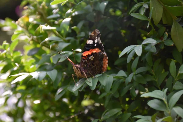 Borboleta Bonita Perto — Fotografia de Stock