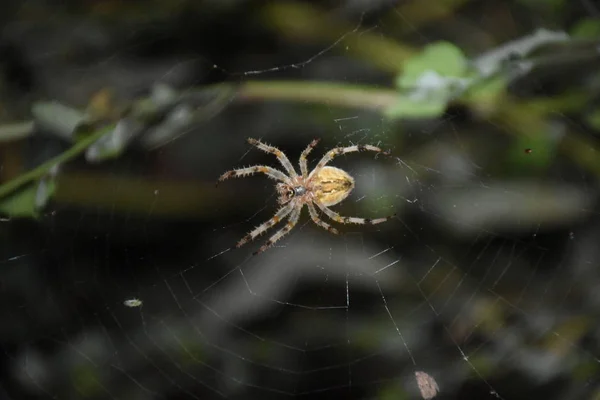 Spinne Der Mitte Seines Eigenen Netzes — Stockfoto