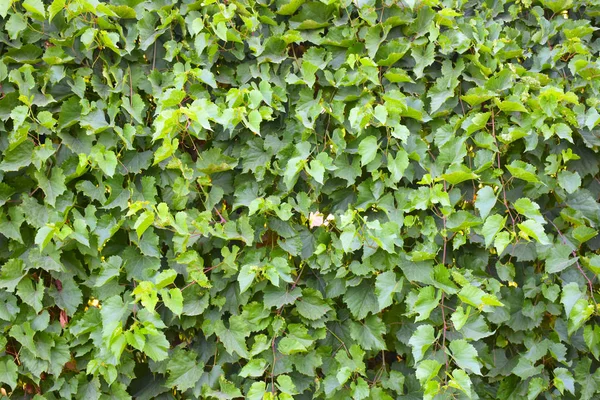 Summer Flora Full Frame Image Green Leaves — Stockfoto