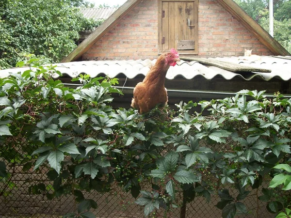 Farm Chicken Sitting Trees Old Village Wooden Hut Hiding Bushes — Zdjęcie stockowe