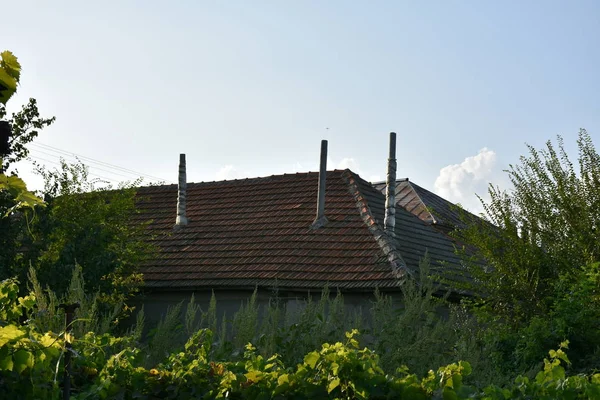 Village Houses Growing Plants Summer Season — Foto de Stock