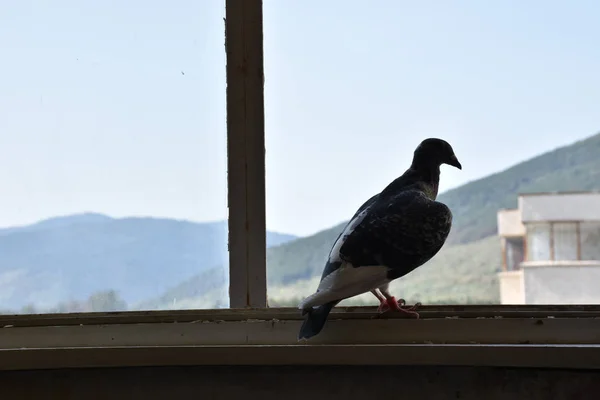 Taube Sitzt Auf Dem Fenster — Stockfoto