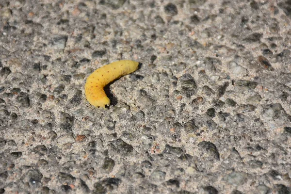 Closeup View Yellow Worm Asphalt Background — Fotografia de Stock