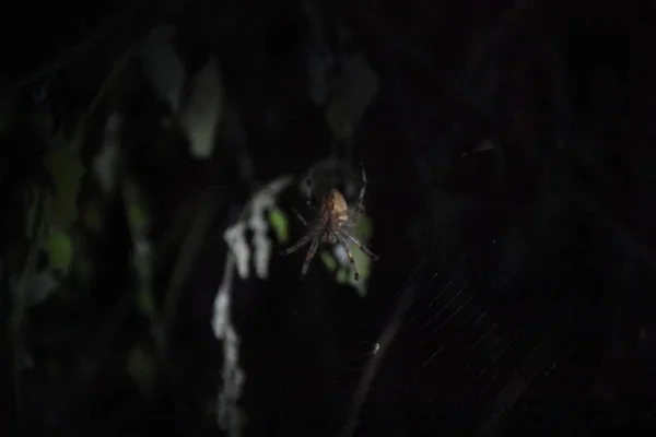 Kendi Web Ortasında Örümcek — Stok fotoğraf