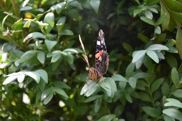 Borboleta Bonita Perto — Fotografia de Stock