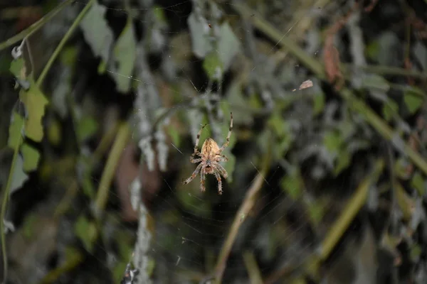 Spider Het Midden Van Zijn Eigen Web — Stockfoto