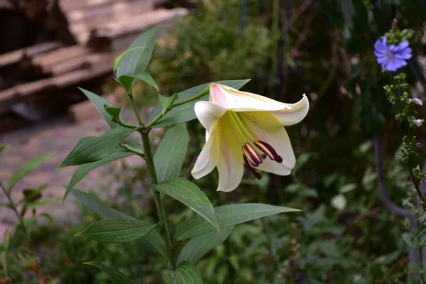 Bela Flor Lírio Perto — Fotografia de Stock