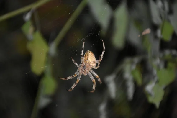 Spinne Der Mitte Seines Eigenen Netzes — Stockfoto