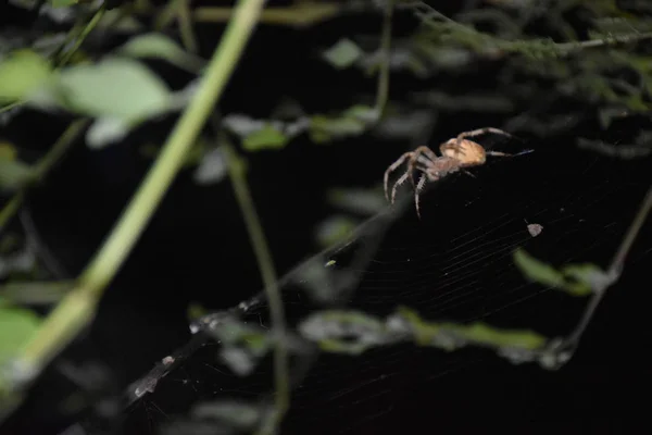 Araignée Milieu Propre Toile — Photo
