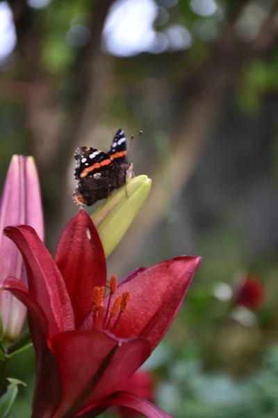 Mariposa Una Flor — Foto de Stock