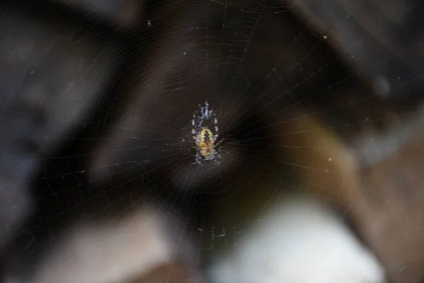 クモが巣の中央にいて — ストック写真